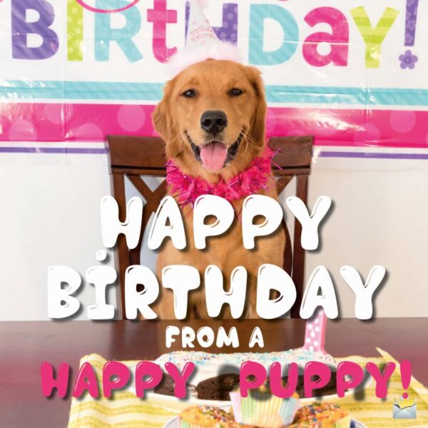 Birthday Wishes for Dog Lovers | Staying Loyal at This Age