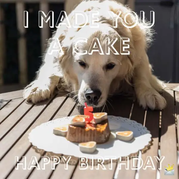 Birthday Wishes for Dog Lovers | Staying Loyal at This Age