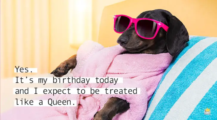 Happy Birthday Dog Instagram Captions 123 Birthday Captions | Truly Special Texts For Instagram