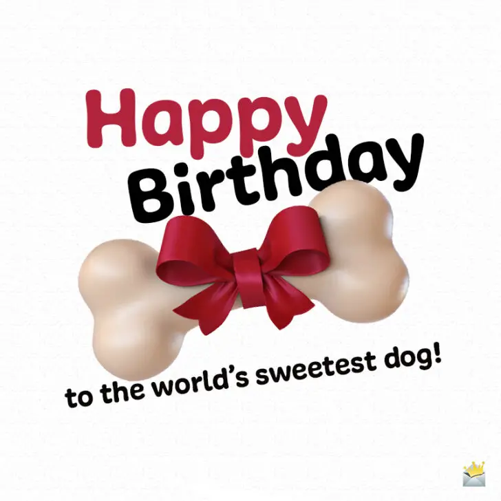 Happy Birthday to Woof | Birthday Wishes for Dogs