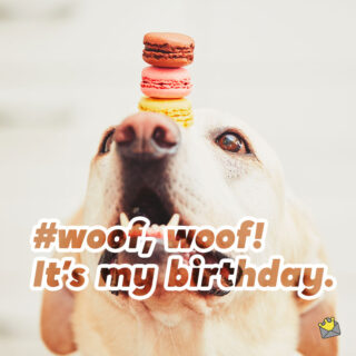 32 Instagram Photo Captions for Your Sweet Dog's Birthday